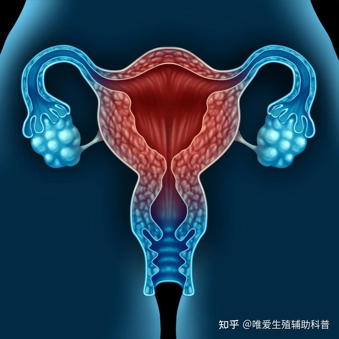 宫腔下段是什么部位图片
