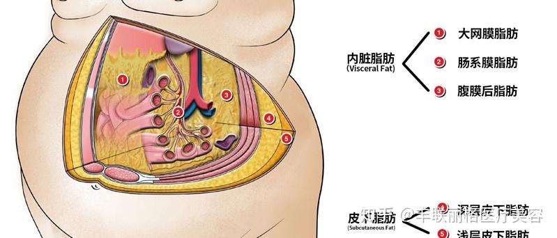 我们都知道肚子大反映着体内新陈代谢水平低,"肚子大,腰臀比过高"