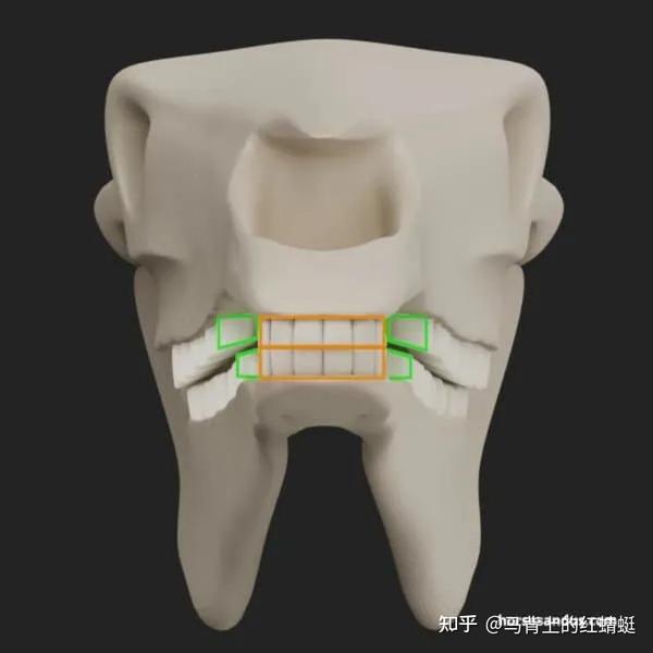 【科普】马的咀嚼方式及解剖结构对咀嚼运动的影响How Does A Horse Chew &How Anatomy Influences ...