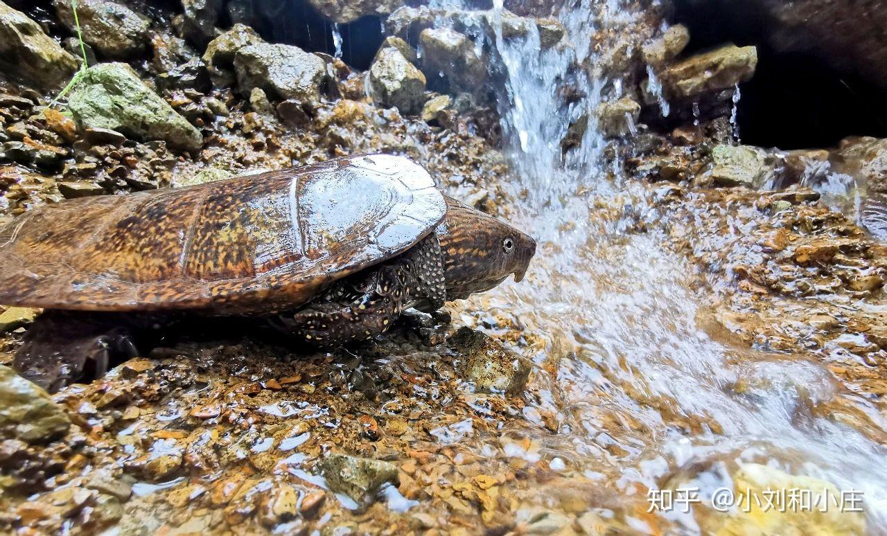 中国国龟大赏看一看有你养的吗