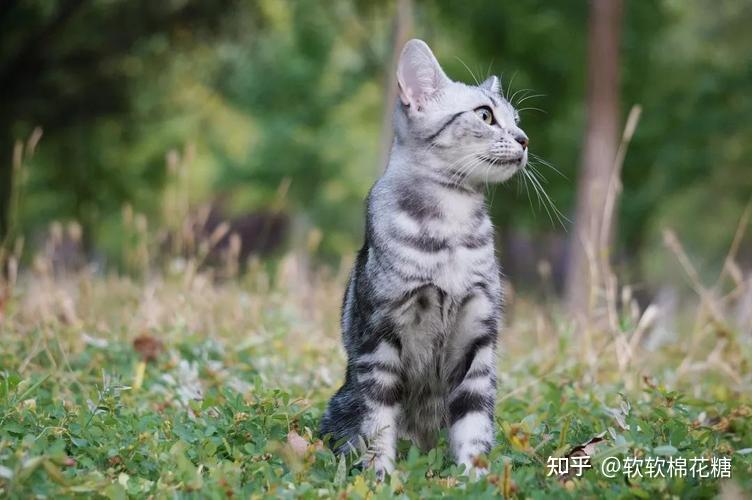 猫界排行榜之“颜值”：狸花猫“第六”，你养了哪种？ - 知乎