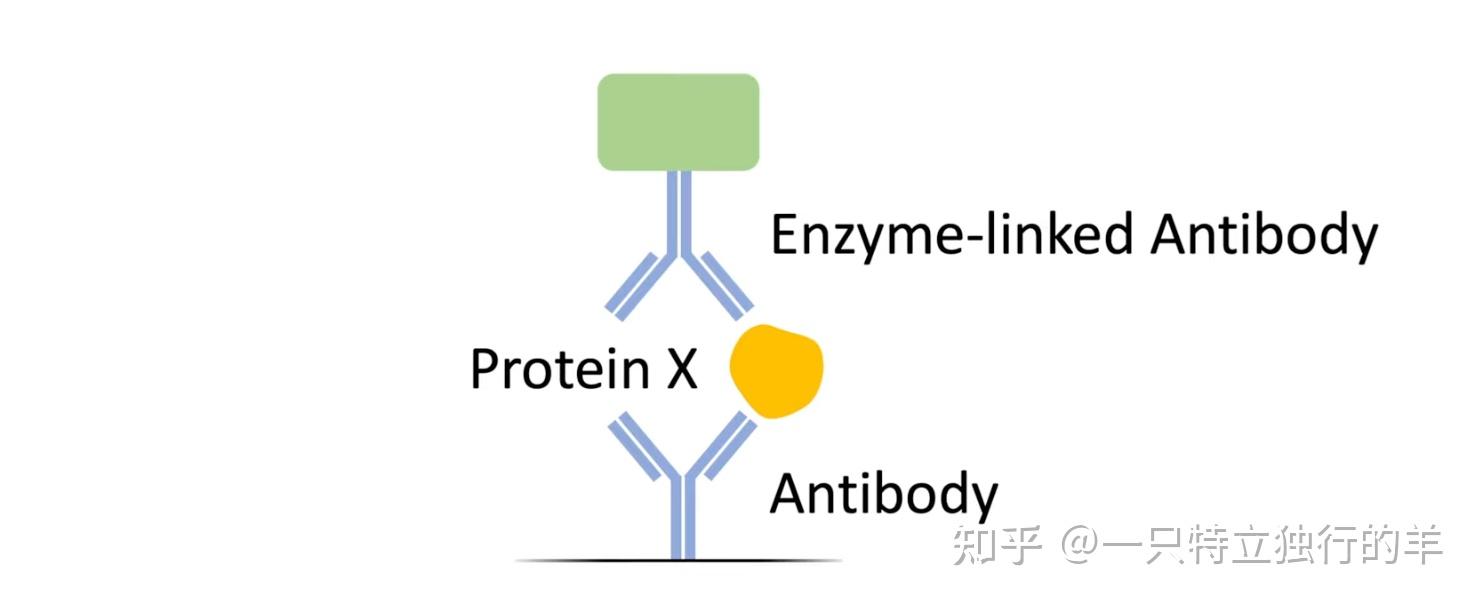 生化诊断,免疫诊断,分子诊断有什么区别?