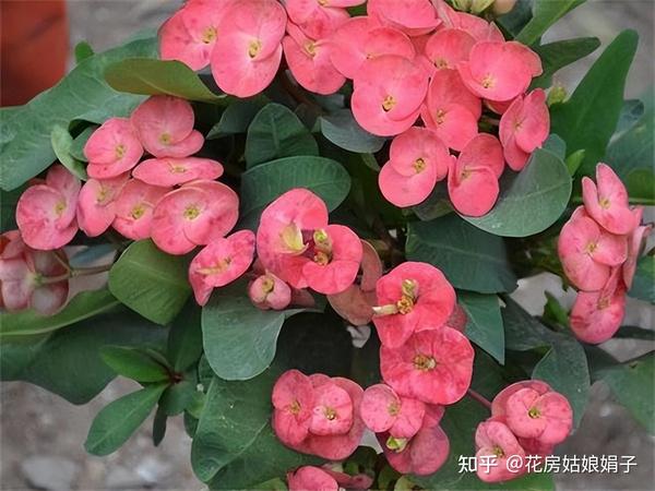 5种花,入秋之后,不能“大水大肥”,而要“穷养”,更不能动盆 - 知乎