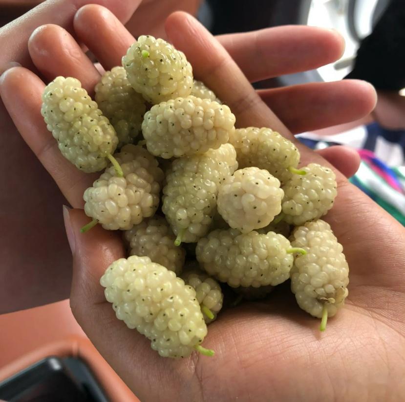 蚕为什么只吃桑叶不吃桑葚