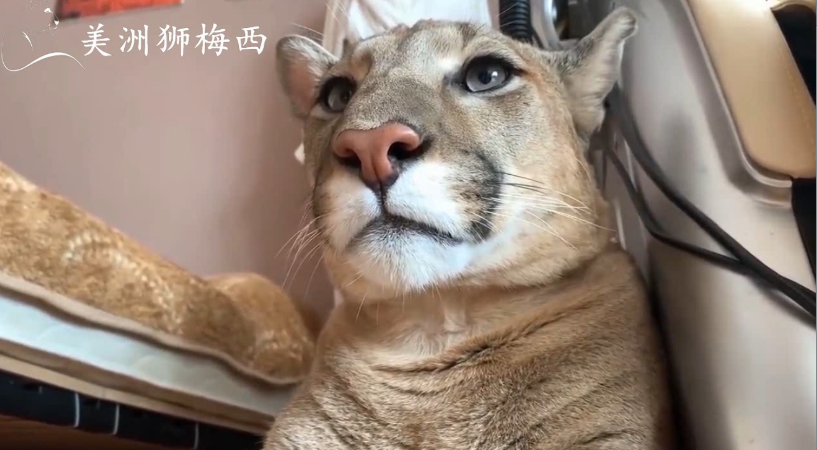 主人给美洲狮带回两只小足球,梅西立刻玩的不亦乐乎发布于 20 小是鞍