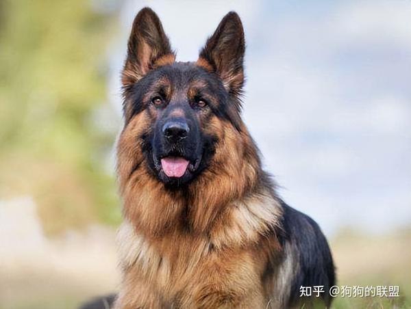 同样是“狼狗”,捷克狼犬和德牧谁更厉害? - 知乎