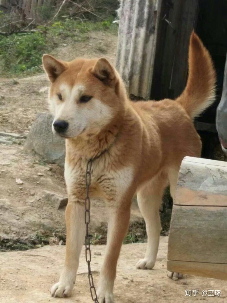 本犬纲目（中国本土犬品种大全） - 知乎