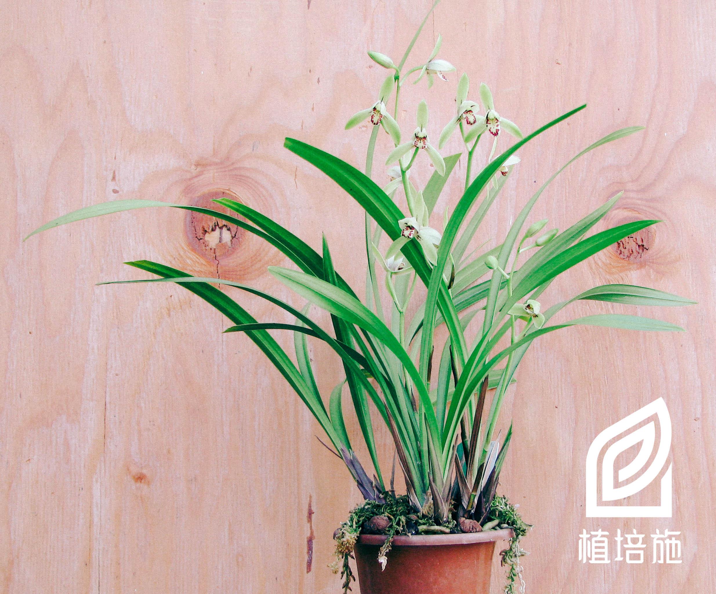 植培施 建兰cymbidium Ensifolia 地生兰花栽培手册 知乎