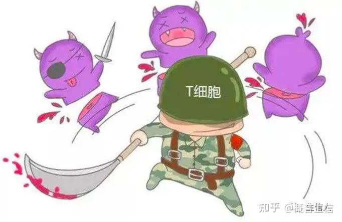 杀伤性t细胞 zhuanlan.zhihu.com