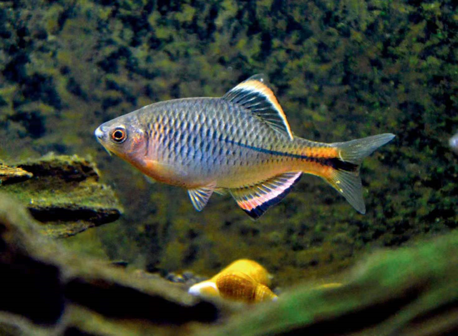 原生鱊(yù)鱼科普,国内有很多种鳑鲏(pánɡ pí)可以选 - 知乎