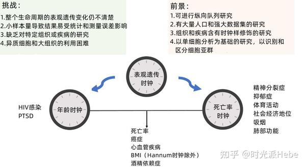 表观遗传时钟最新盘点,最精准的手段评估衰老,才能实现靶向逆转 - 知乎