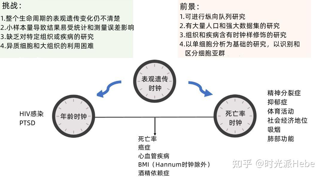 表观遗传时钟最新盘点,最精准的手段评估衰老,才能实现靶向逆转 - 知乎