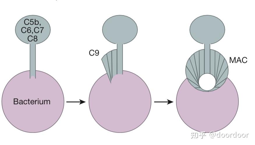 补体系统(The complement system) - 知乎
