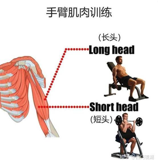 肱二头肌训练的完全法则 知乎