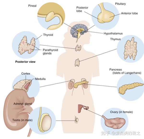 荷尔蒙对我们身体以及皮肤的影响八大腺体