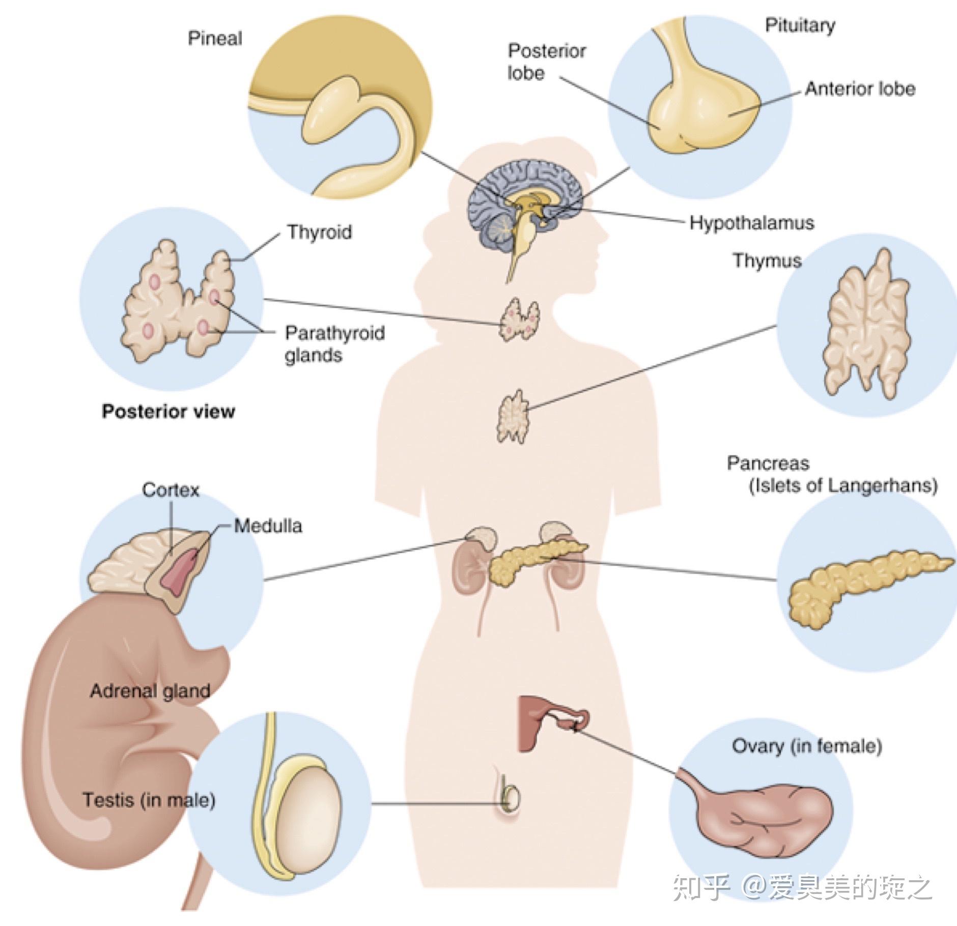 人体各大腺体分布图图片