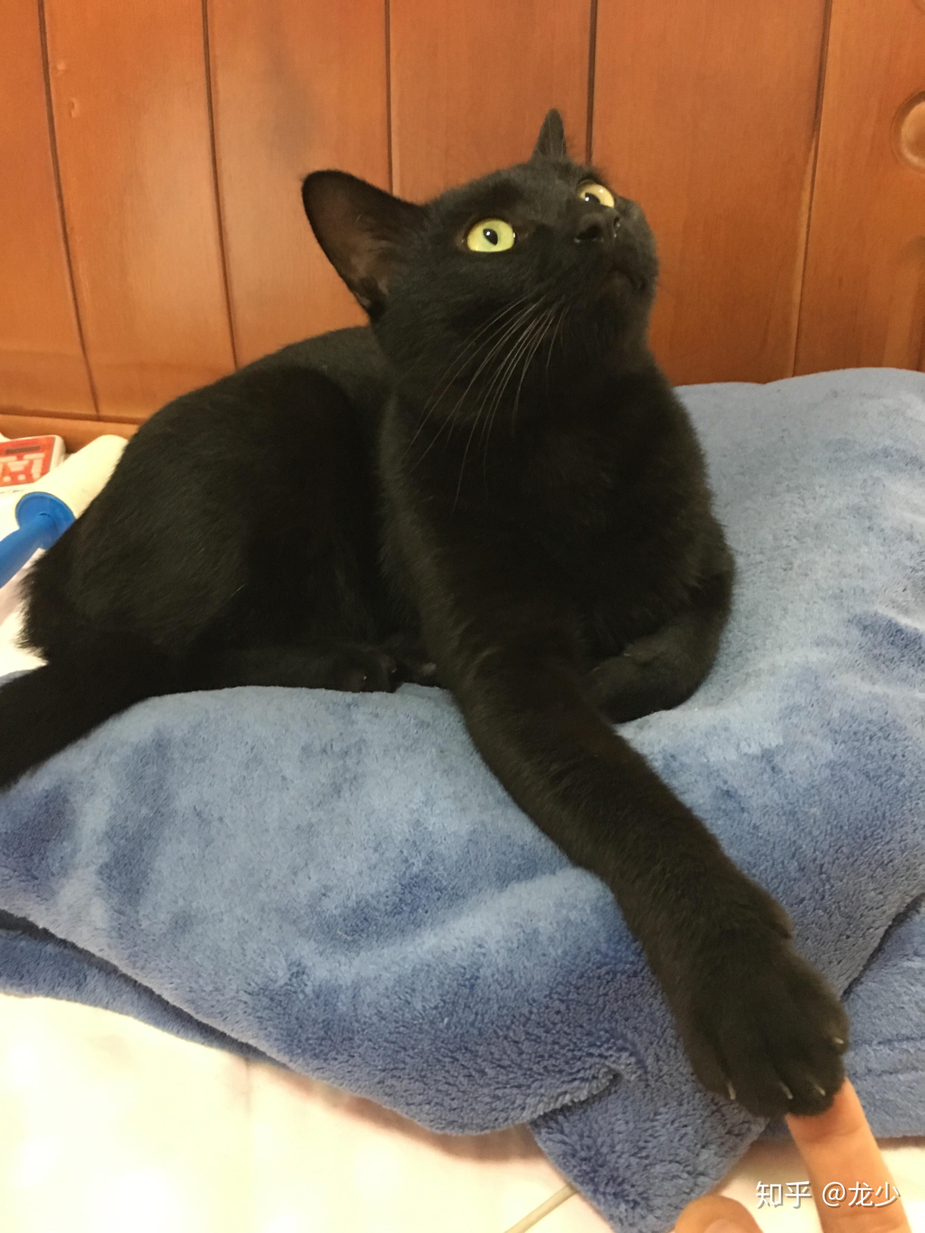 猫绝育后在猫群中如何立足?