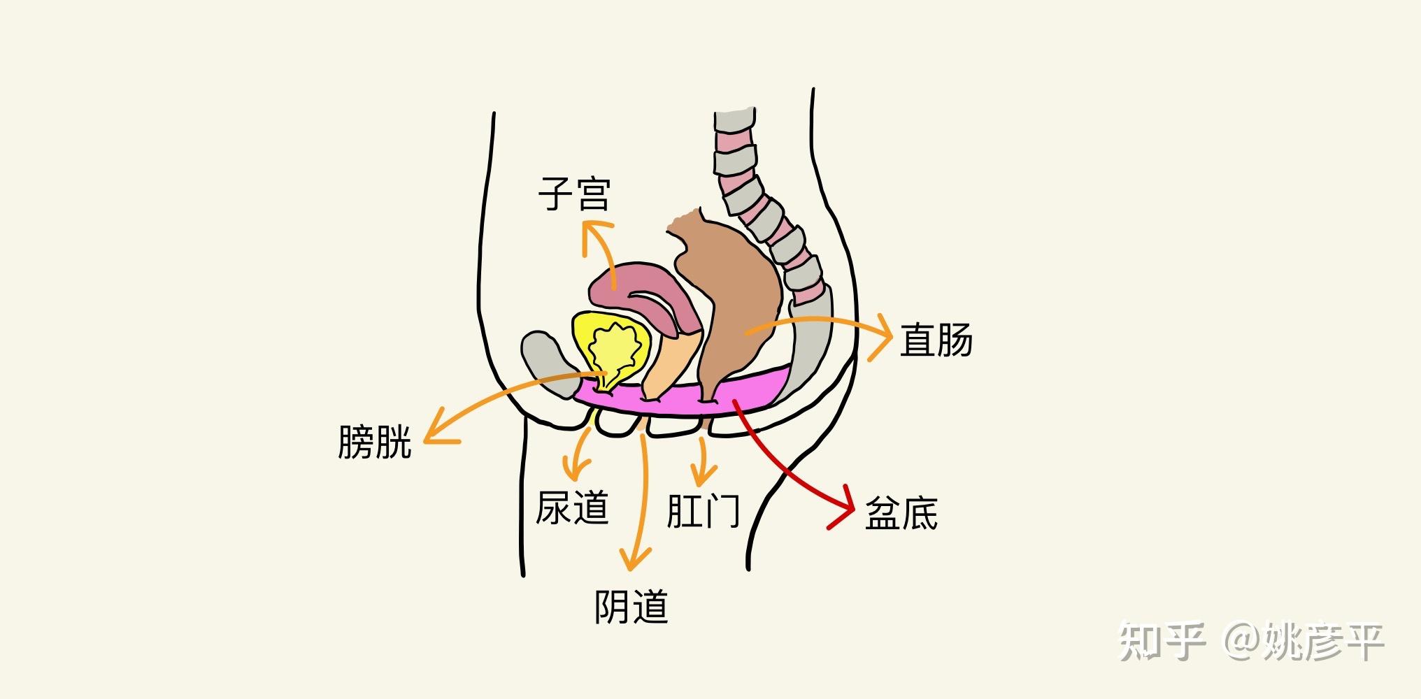 探索瑜伽理疗的秘密体式如何修复盆底肌