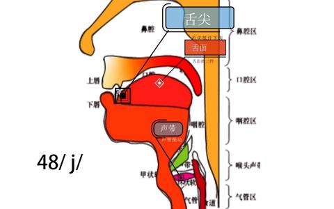 请问哪里可以找到李笑来老师以前分享的英语音标舌位图？如果没有，可有其他的音标舌位图可以分享？ - 知乎