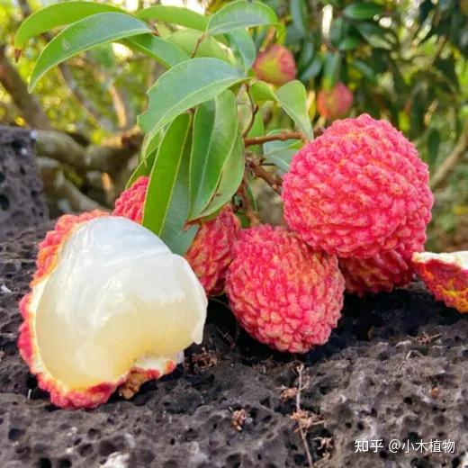 荔枝品种大全：从“妃子笑”到“荔枝王”，谁是你的最爱？ - 知乎