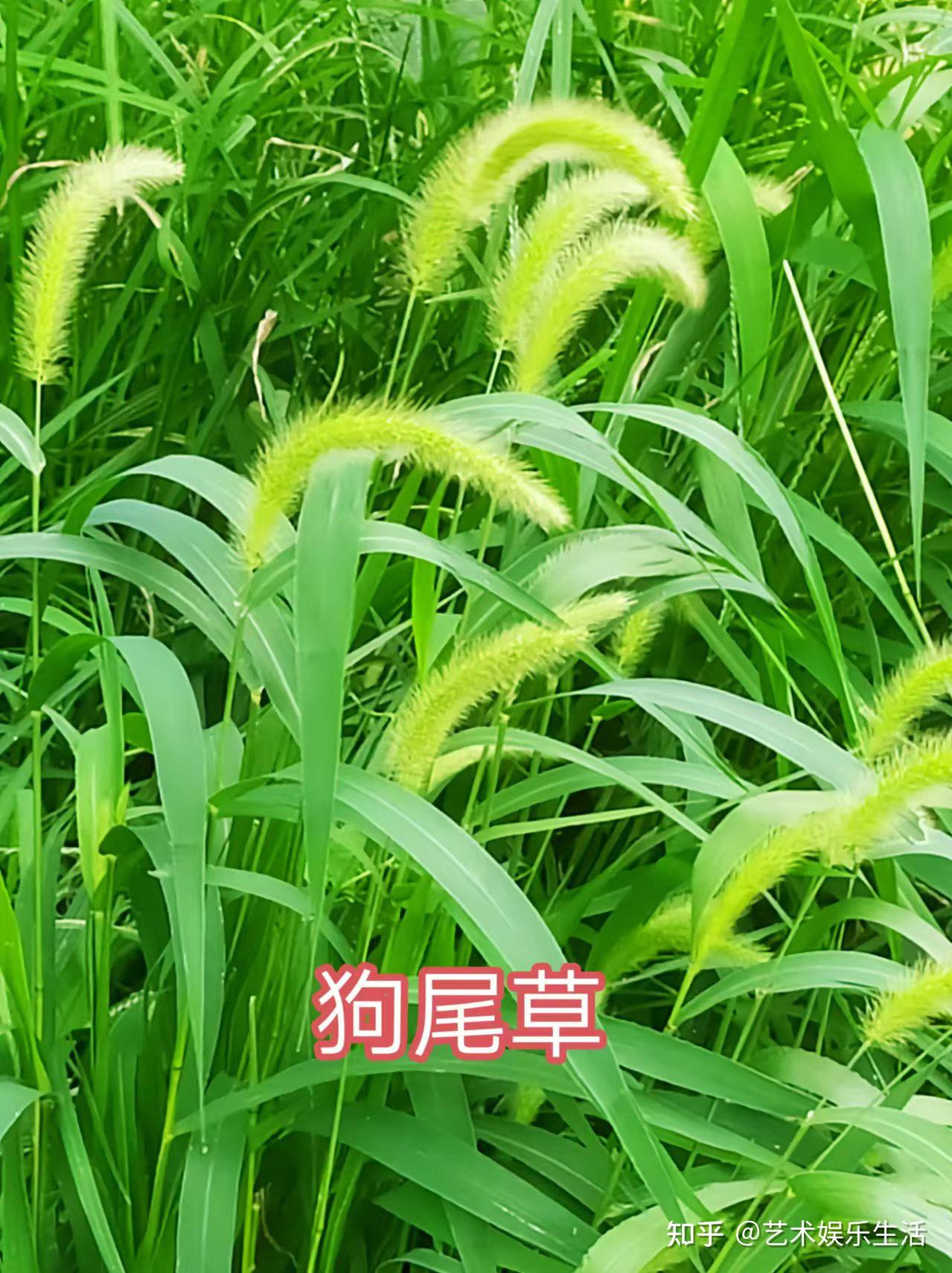 黍稷曾经是华夏民族很长一段时间的第一主粮 - 知乎