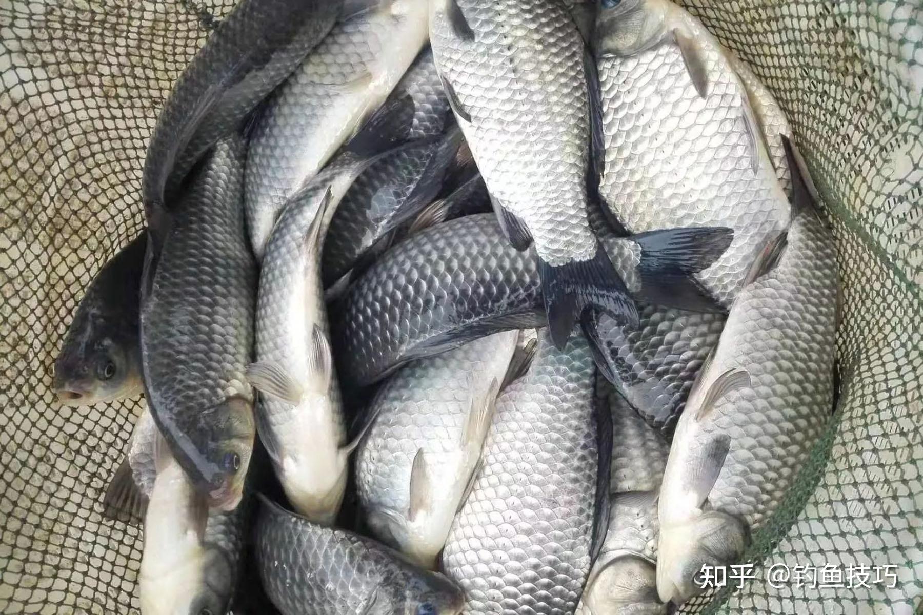 222.鲫-中国南方淡水鱼类-图片