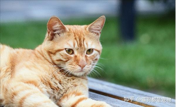 “黄狸猫”如此优秀,难怪颇受人们喜爱! - 知乎