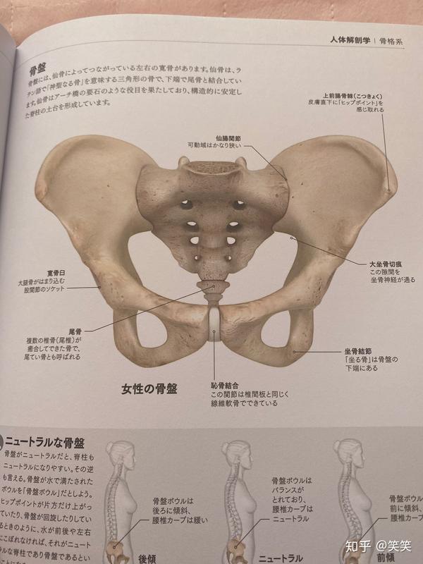 减肥的和易瘦体质的首要任务 瑜伽 的终极目标 做对了夏天一分钟爆汗 骨盆调整 盆底肌修复 知乎