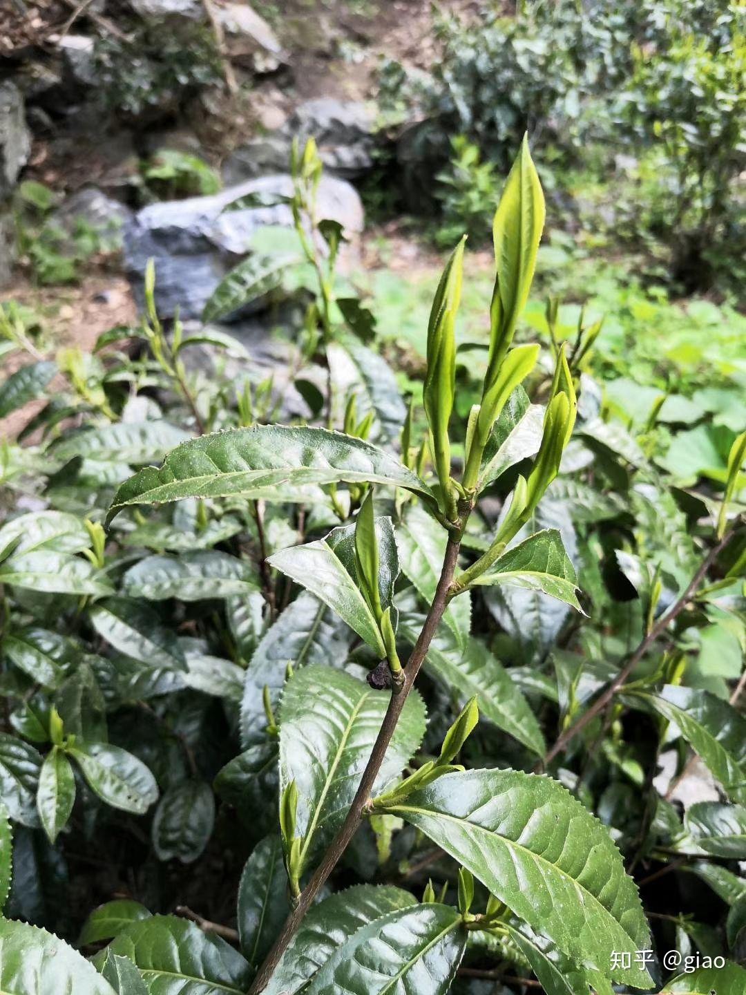 霄坑野生高山茶喝茶的好处