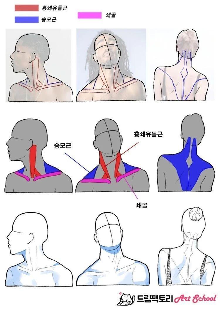 今天羊課菌要分享的這組人物繪畫素材,主要針對人體的肩頸部肌肉