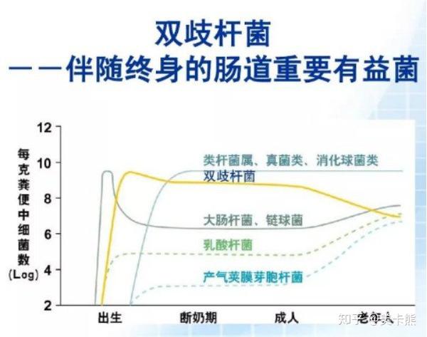 双杆菌 双歧杆菌作用图片