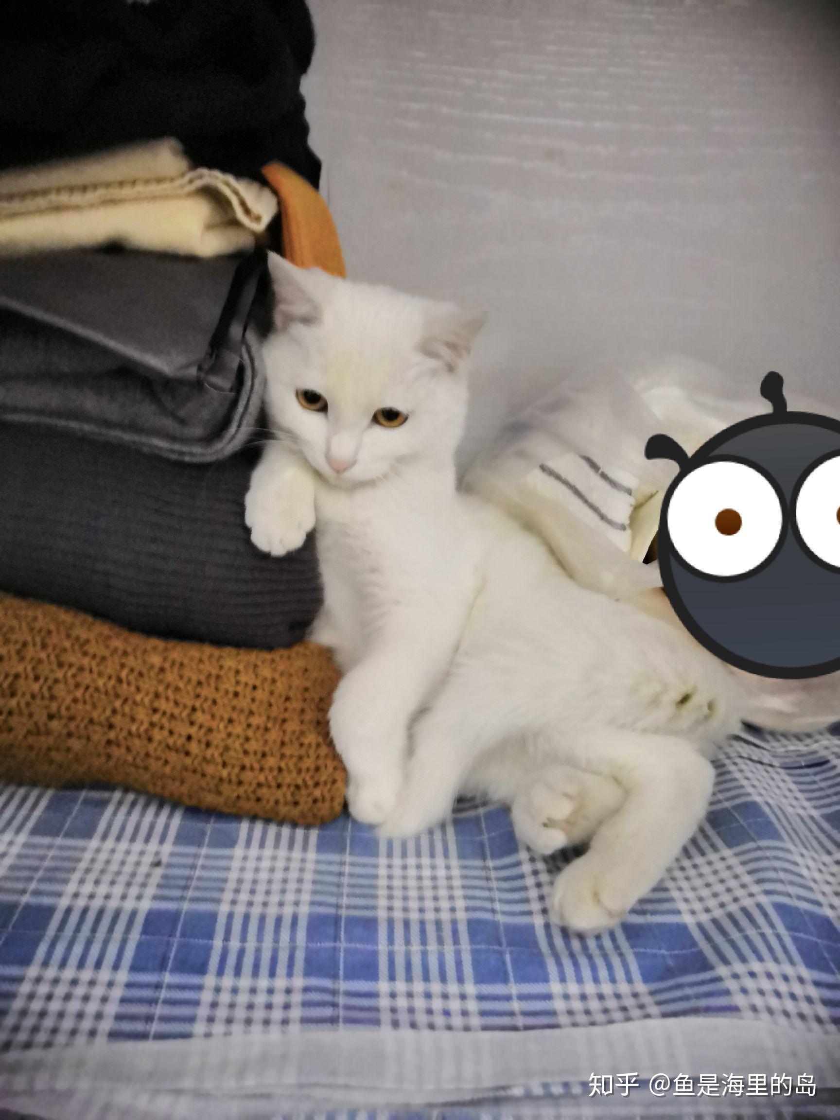 养猫的人都会和猫猫一起睡吗?