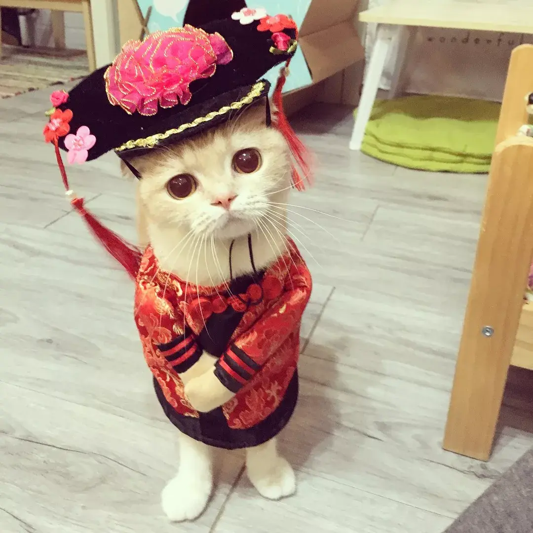保护好你的少女心穿上衣服的猫咪太可爱了