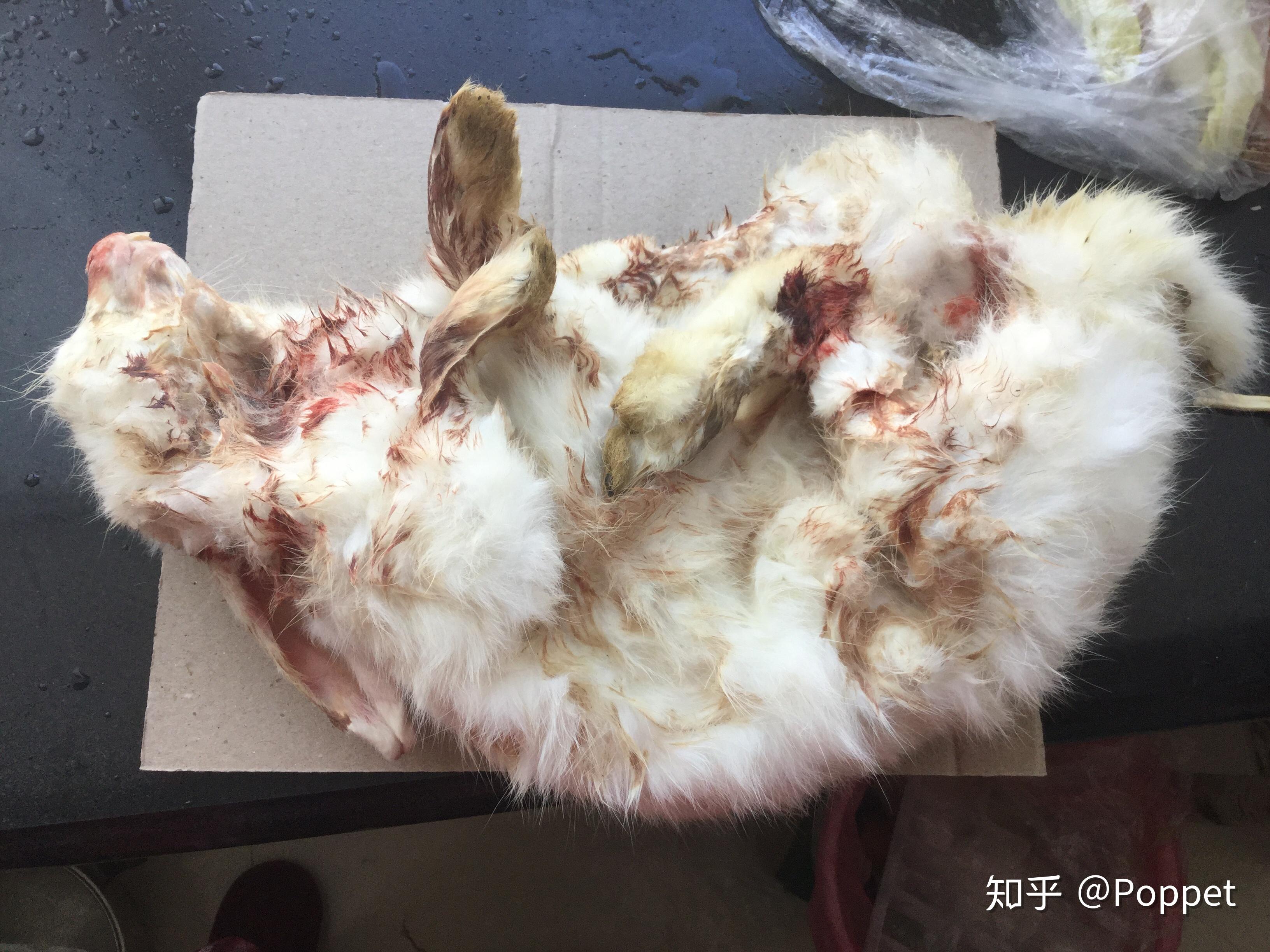 剥皮,掏内脏,眼球挖掉,不然会很恶心.