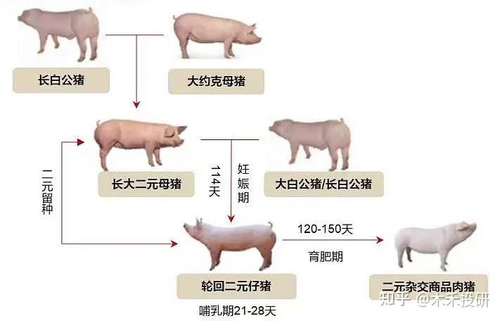 牧原股份憑什麼能穿越豬週期