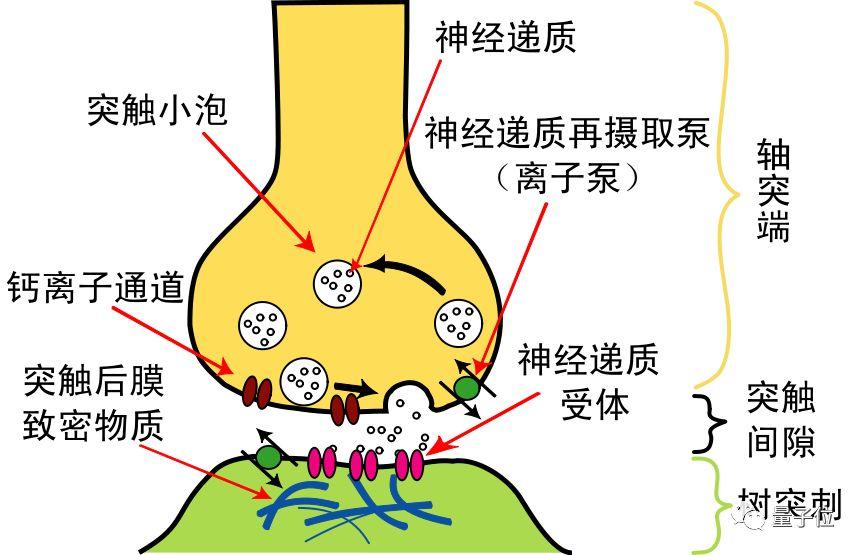 触觉结构图片