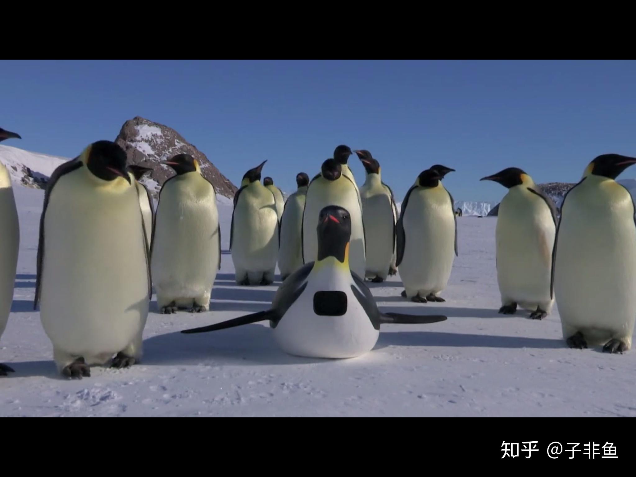 企鹅我可以001纪录片吸企鹅卧底企鹅帮