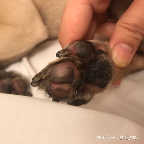 宝贝11/30结扎,趾间偶尔会有点发炎是他们的通病,最近发现黑色脚蹼的