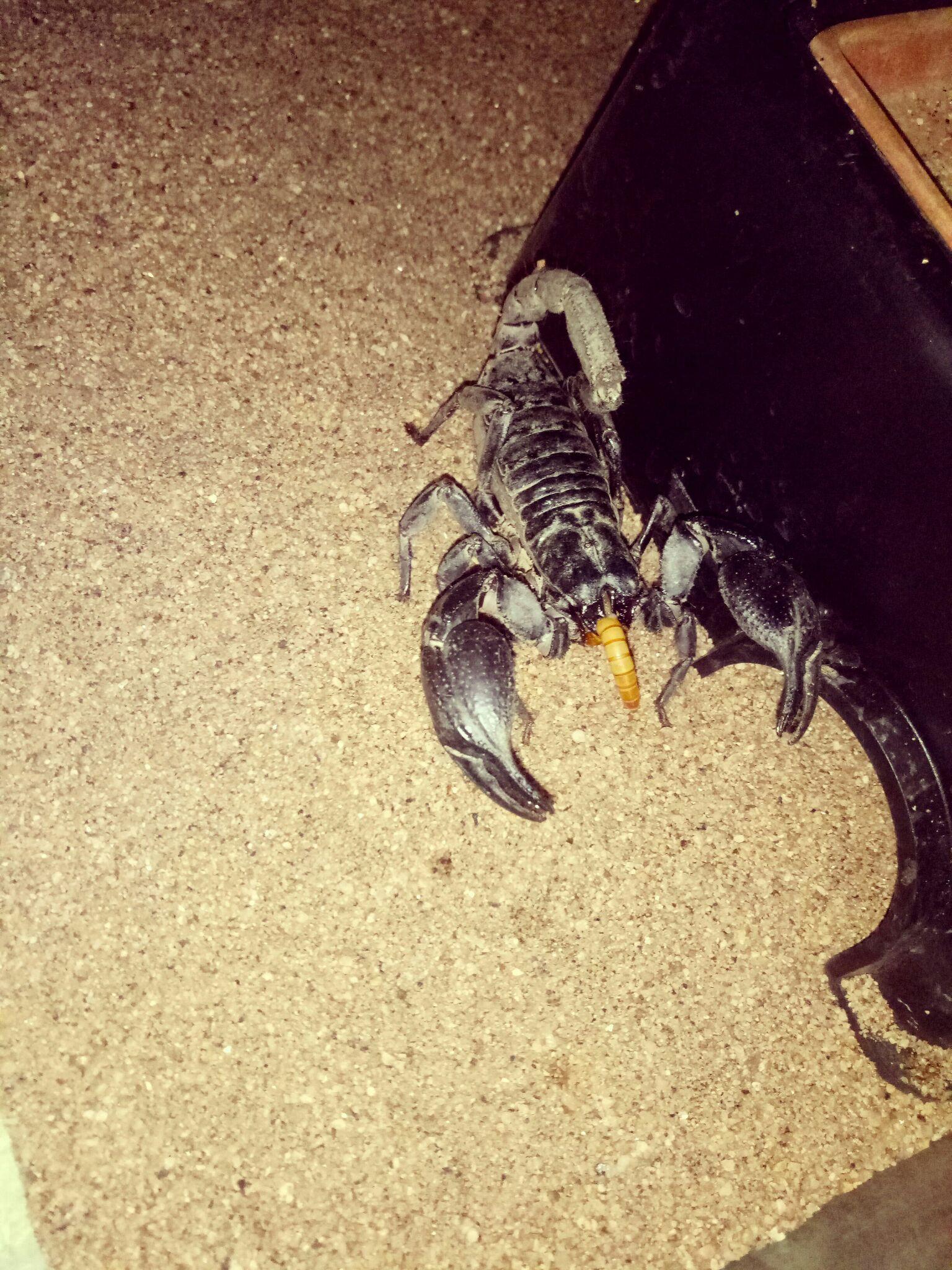 养什么东西比较好【植物或者像乌龟贝壳田螺?