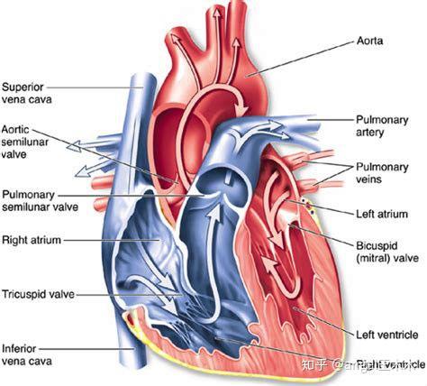 心脏病学 epicardium心外膜 myocardium心肌层 endocardium心内膜