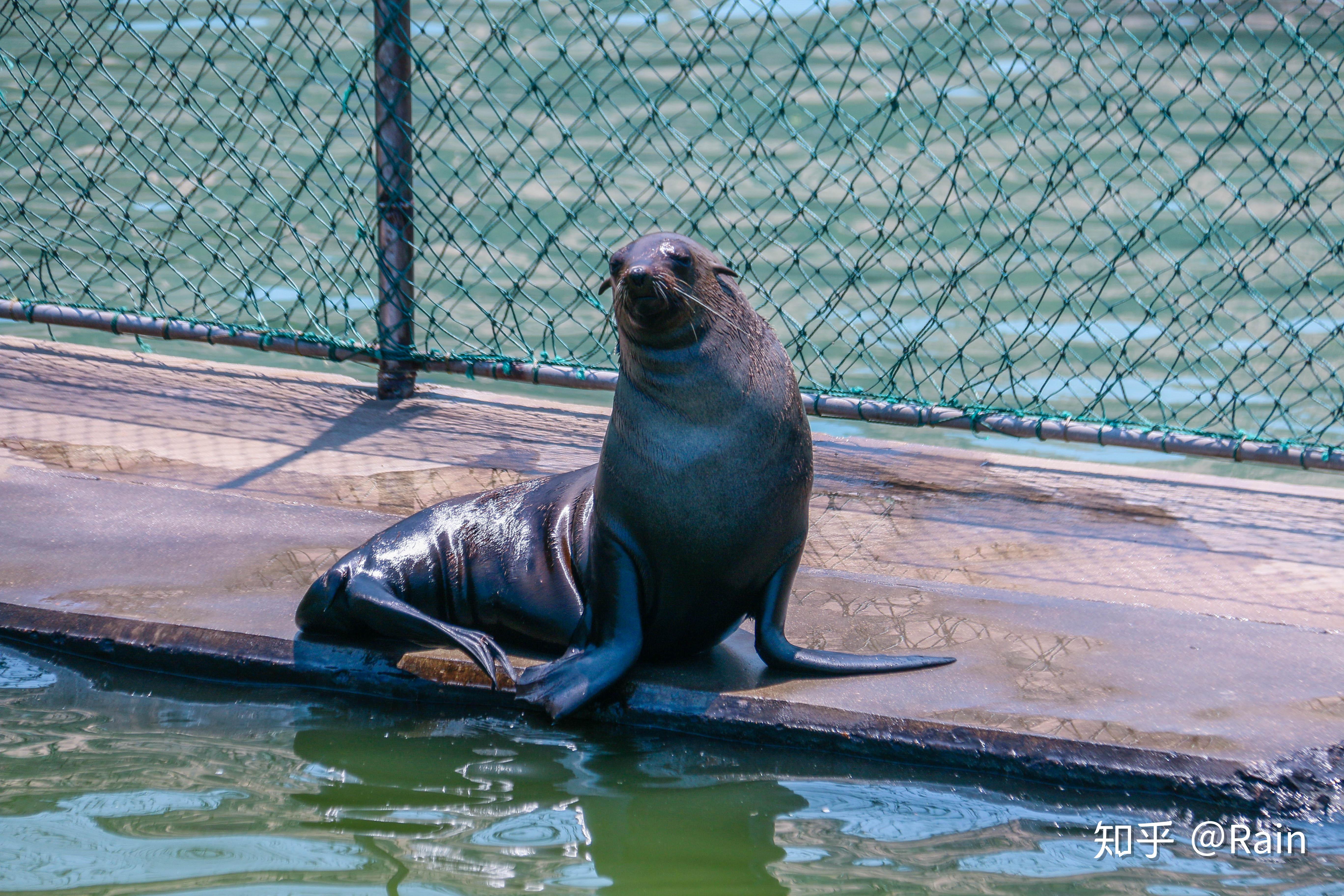 海狮海豹海狗等等海洋动物也有好多,而且这个动物园就在海边,真的就是