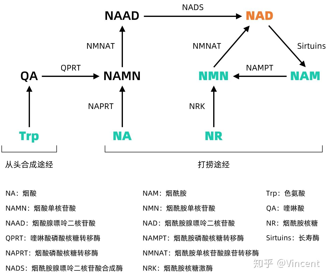 火遍养生圈的nmn和nr真的能抗衰老吗