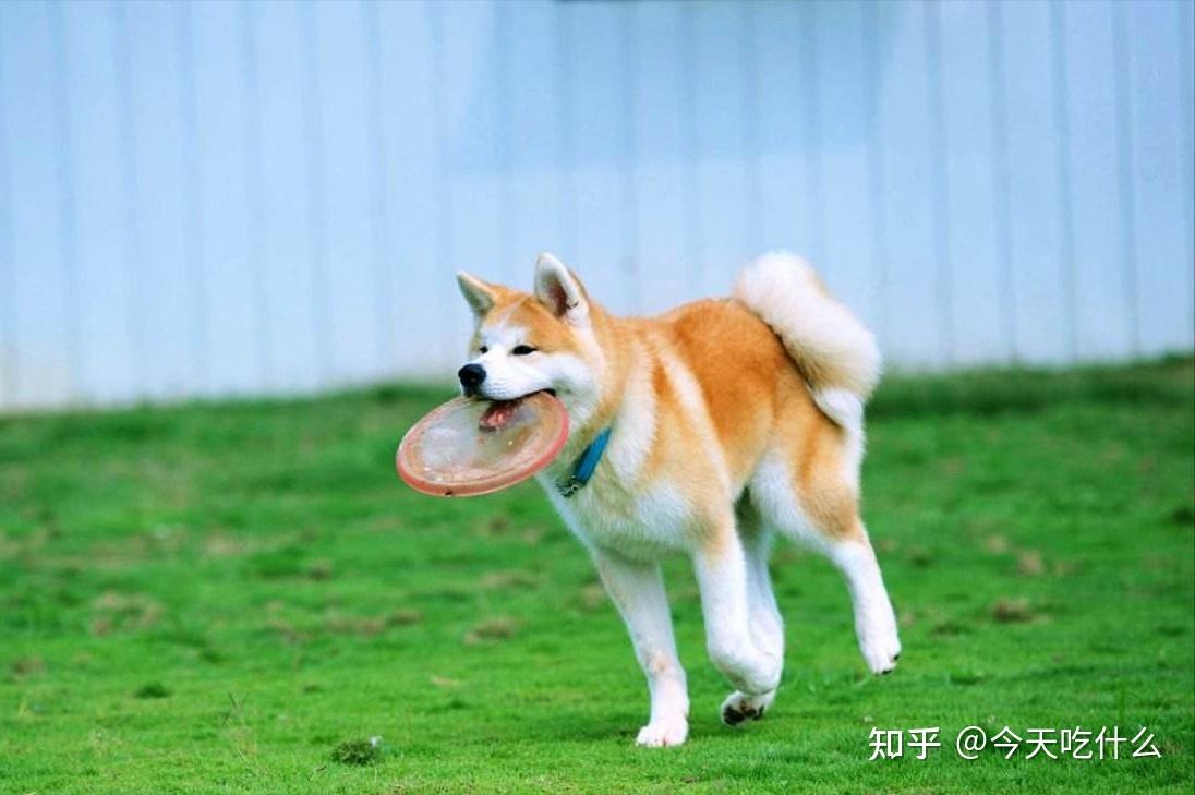 平均寿命:10~15年秋田犬是猎犬,它们长得和柴犬很像,但是体型差异很大