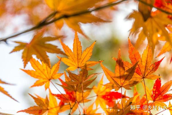 “公秋爽,母秋凶”,2023年哪天立秋?是公秋还是母秋?早了解 - 知乎