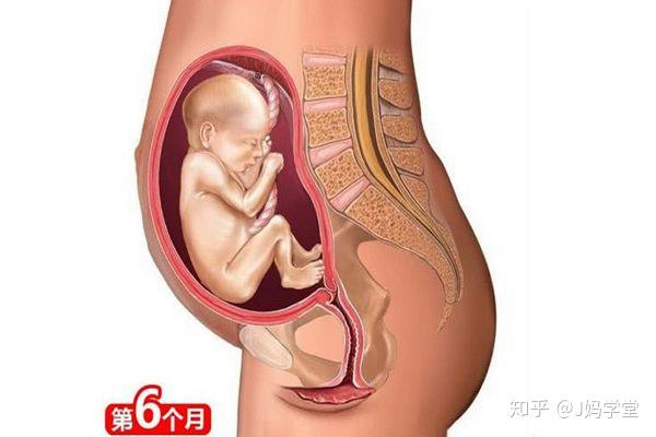 胎儿形成的全过程,十张高清组图让你了解生命孕育,感叹妈妈伟大