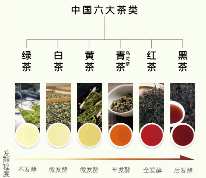 六大茶类口粮茶推荐绿茶红茶乌龙茶白茶黄茶黑茶等茶叶口粮茶品牌推荐