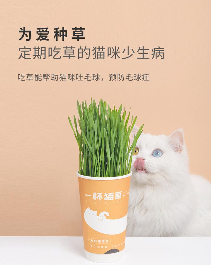 猫咪不吃化毛膏怎么办 知乎