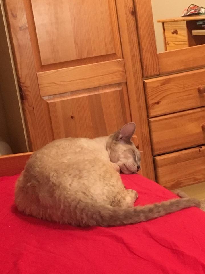 猫上皮中度过敏患者 想养猫,有什么办法吗?