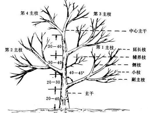 花椒树简笔画图片