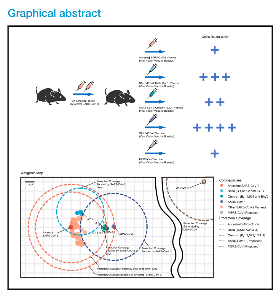 汉化版 Rational design of a booster vaccine against COVID- 19 based on ...